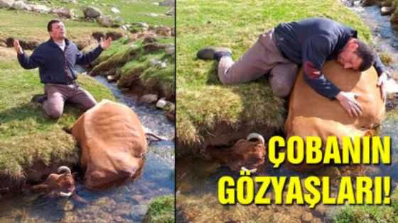 Rizeli çoban derede boğularak ölen ineğine böyle sarıldı